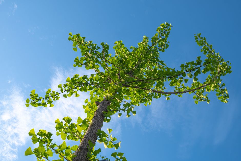 ginkgo biloba leaves — 凩凩 叶