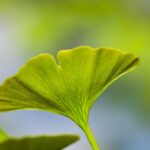 El poder del ginkgo en otoño ginkgo biloba leaves — Bejan Adrian