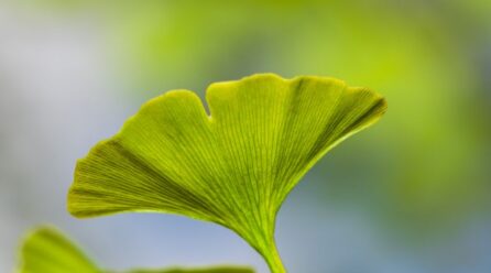El poder del ginkgo en otoño