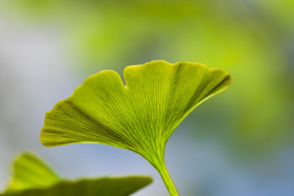 ginkgo biloba leaves — Bejan Adrian