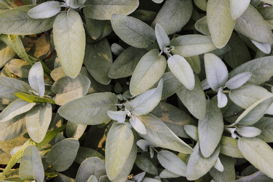 herb garden — K