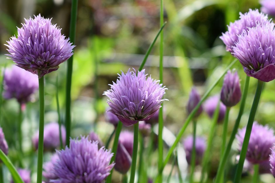 herb garden — Pixabay