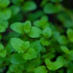 Propiedades y cultivo del helenio en climas fríos herb garden — Karen Laårk Boshoff