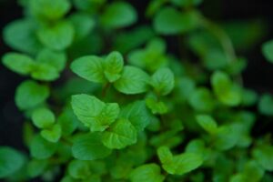 Propiedades y cultivo del helenio en climas fríos