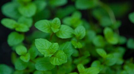 Propiedades y cultivo del helenio en climas fríos
