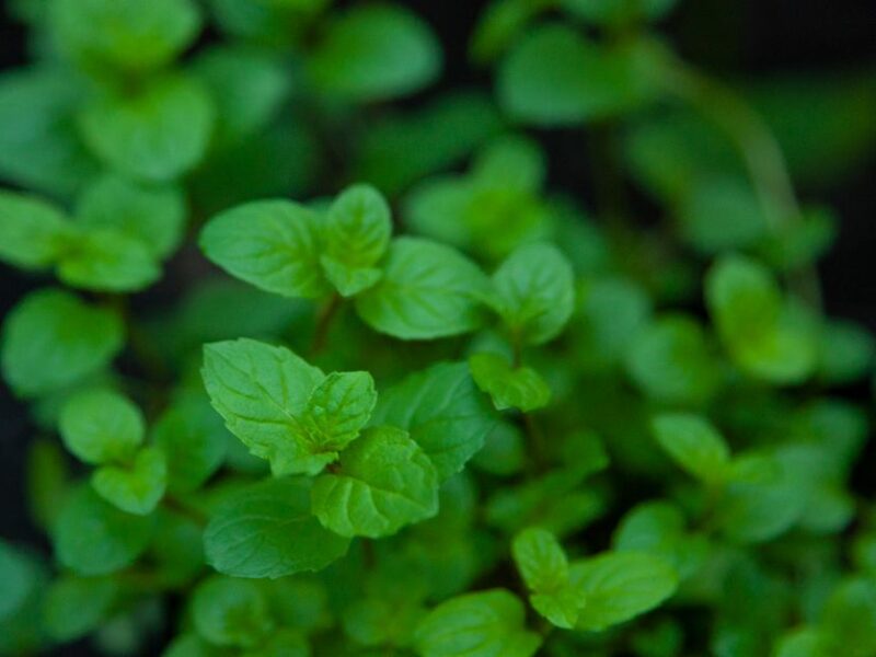 Propiedades y cultivo del helenio en climas fríos