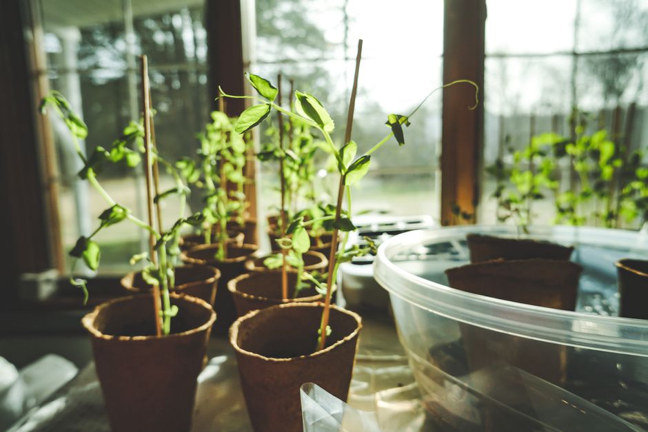 herb garden growing — . ▃