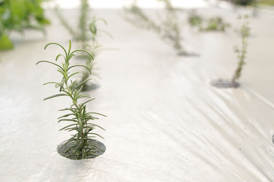 herb garden growing — Wina Hafidh