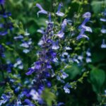 Aprende a cultivar hierbas calmantes herb garden growing — Sonny Sixteen