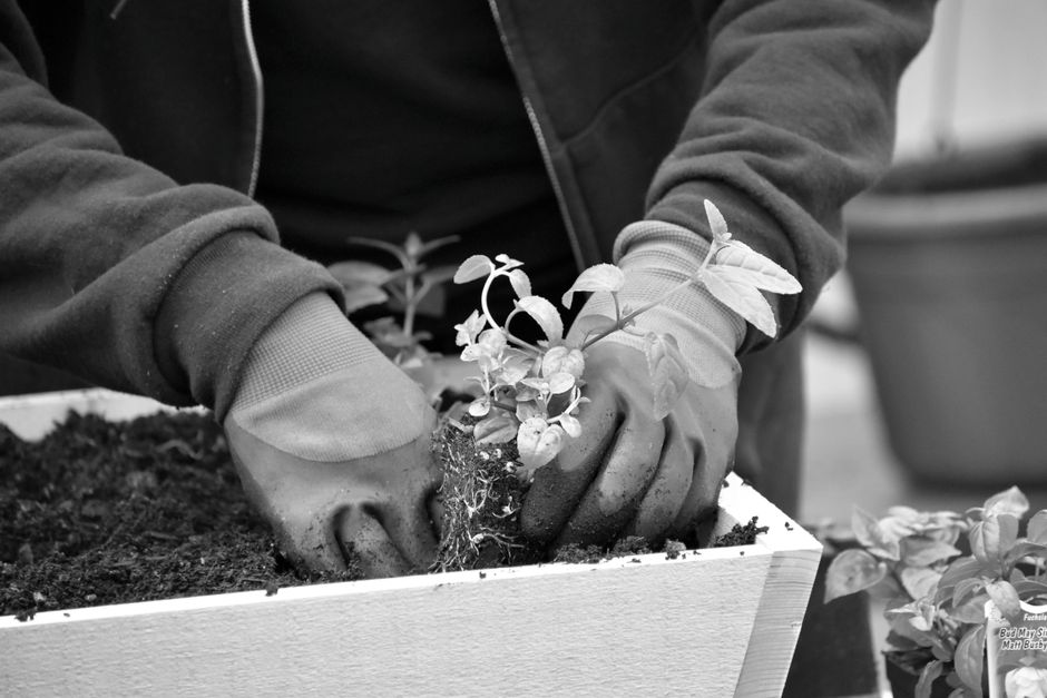 herb garden growing — wr heustis