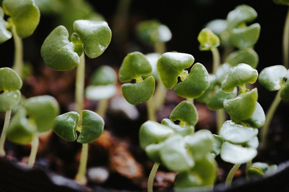 herb garden growing — Kenneth Surillo