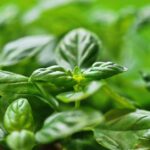 Propiedades y cultivo del helenio en climas fríos herb garden growing — Christina & Peter