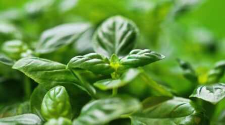 Propiedades y cultivo del helenio en climas fríos