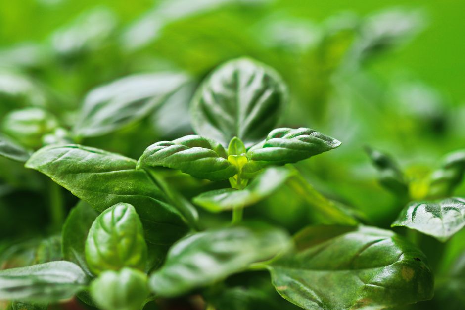 herb garden growing — Christina & Peter