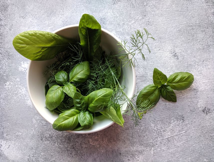 herb garden growing — Asya Vlasova