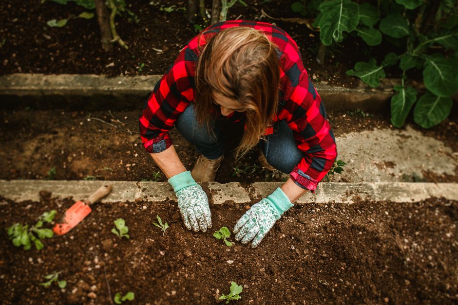 herb garden growing — Helena Lopes