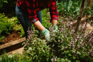 Propiedades y cultivo del helenio en climas fríos