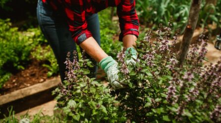 Propiedades y cultivo del helenio en climas fríos