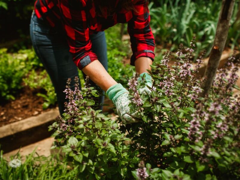 Propiedades y cultivo del helenio en climas fríos