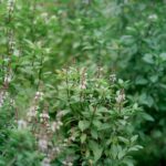 Aprende a cultivar hierbas calmantes herb garden growing — Tuấn Kiệt Jr.
