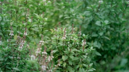 Aprende a cultivar hierbas calmantes