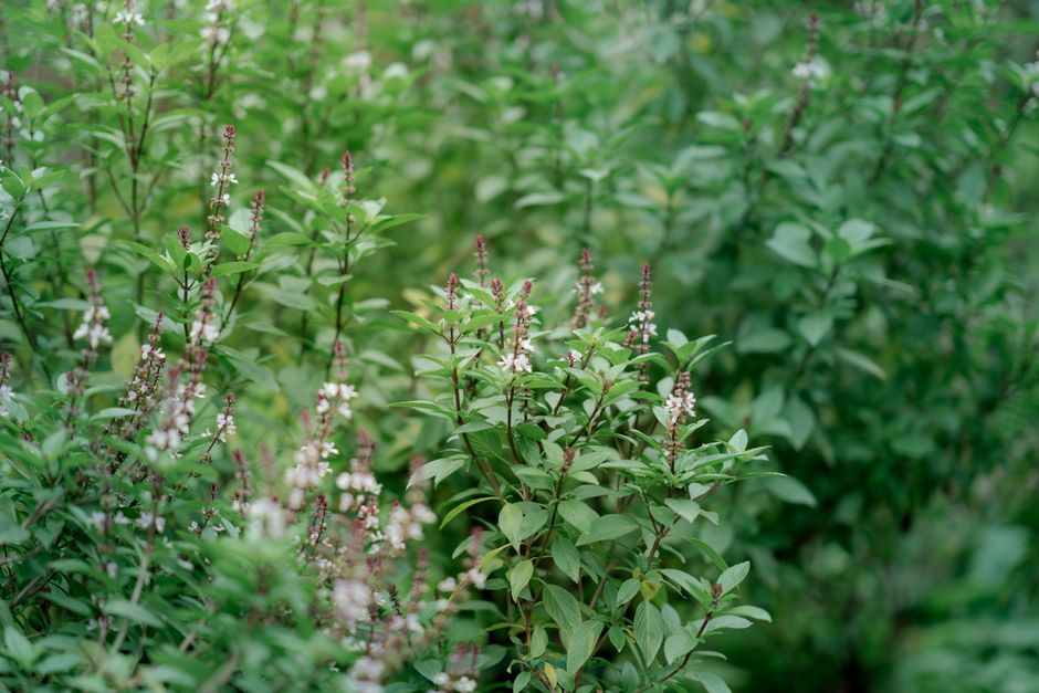 herb garden growing — Tuấn Kiệt Jr.