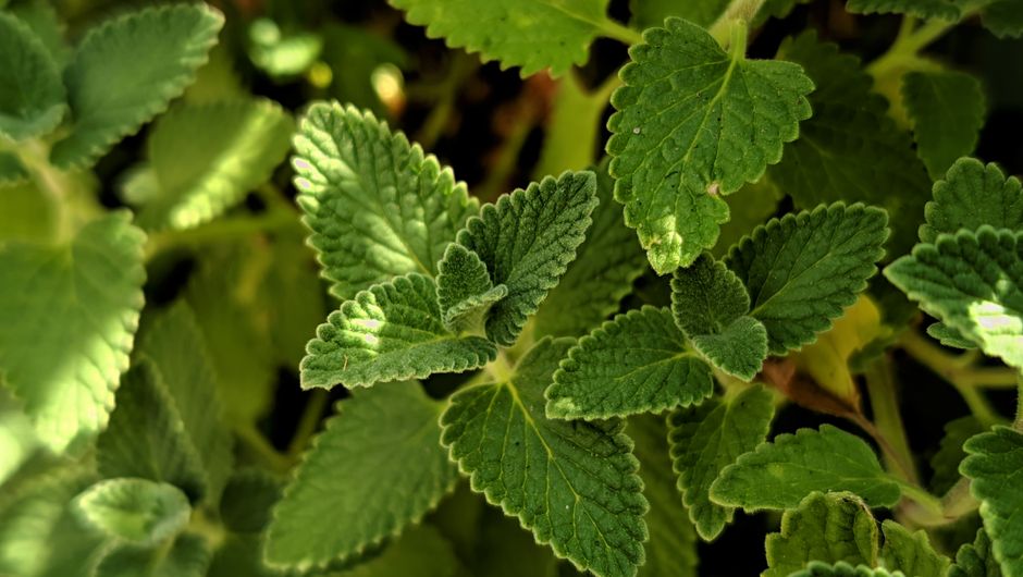 herb garden growing — F 植生记