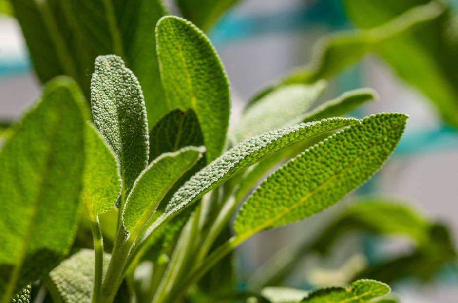 herb garden growing — Emanuel Rosenzweig