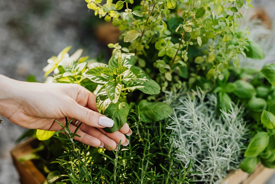 herb garden growing — www.kaboompics.com