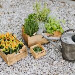 Aprende a cultivar espinaca herb garden growing — www.kaboompics.com