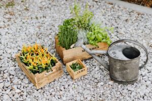 Aprende a cultivar espinaca