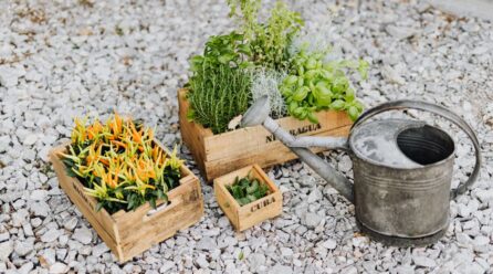 Aprende a cultivar espinaca