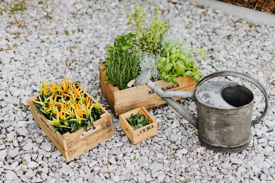 herb garden growing — www.kaboompics.com
