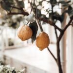 8 usos del aceite de limón limon peel oil — furkanfdemir