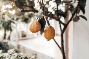 8 usos del aceite de limón