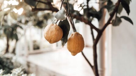 8 usos del aceite de limón