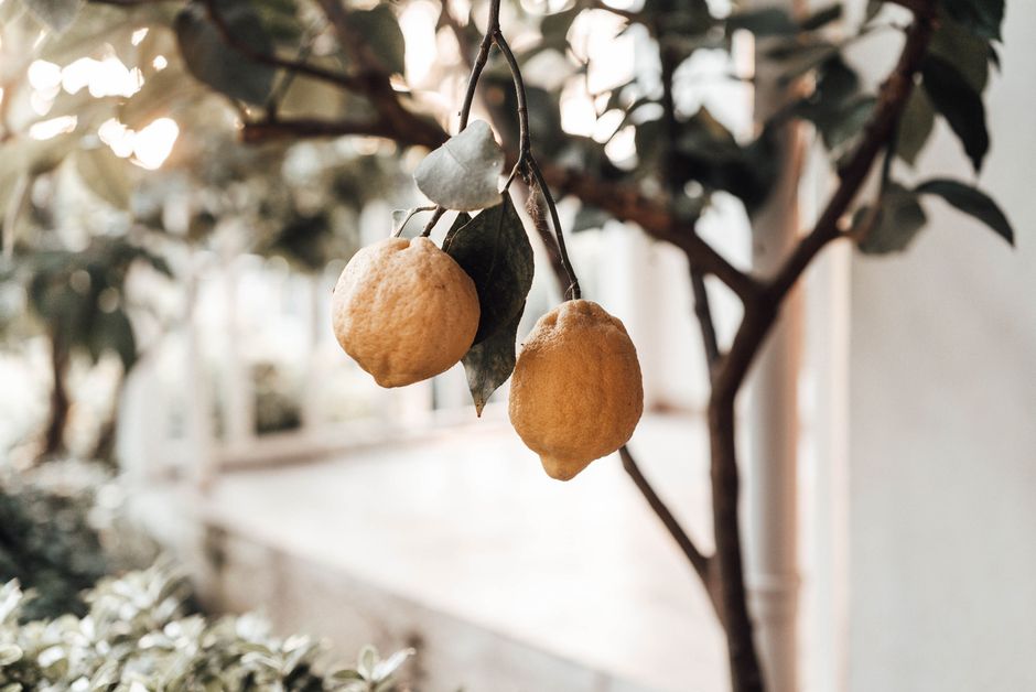 limon peel oil — furkanfdemir