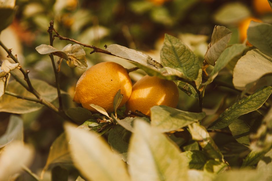 limon peel oil — ROMAN ODINTSOV