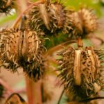 Efectos del Mucuna pruriens en la dopamina cerebral Mucuna pruriens plant seed — Godfrey Claud