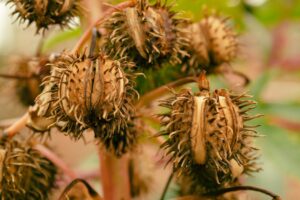 Efectos del Mucuna pruriens en la dopamina cerebral