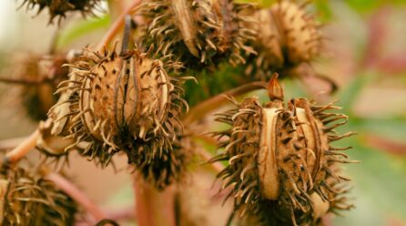 Efectos del Mucuna pruriens en la dopamina cerebral