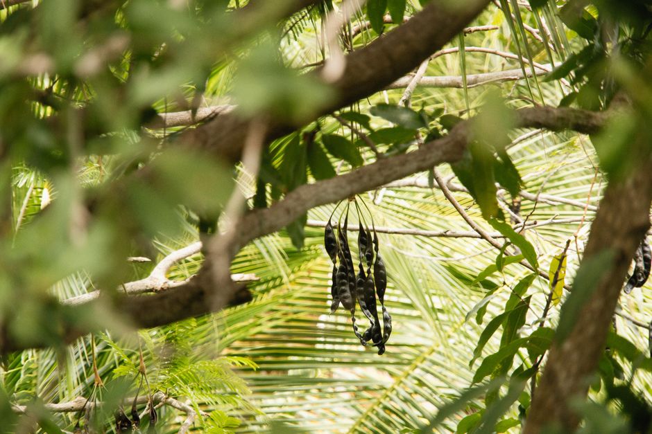 Mucuna pruriens plant seed — Alexey Demidov