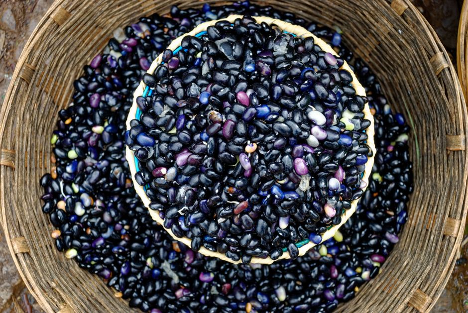 Mucuna pruriens plant seed — christian hembert