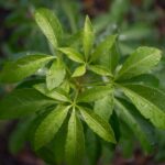 Beneficios y usos del Ginseng Rojo Coreano Panax ginseng plant — Diego Gonzalez