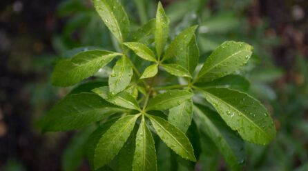 Beneficios y usos del Ginseng Rojo Coreano