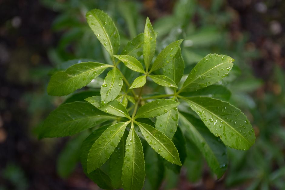 Panax ginseng plant — Diego Gonzalez