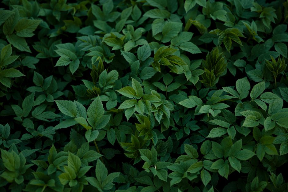Panax ginseng plant — Lauri Poldre