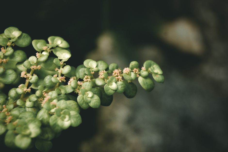 Panax ginseng plant — Balisong Terence