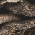 Beneficios y usos del Ginseng Rojo Coreano Panax ginseng root — Walter Cunha