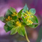 Propiedades del Rhodiola Rosea Rhodiola Rosea → Rosea root — Tina Nord